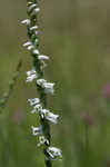 Northern slender lady's tresses